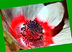   anemone